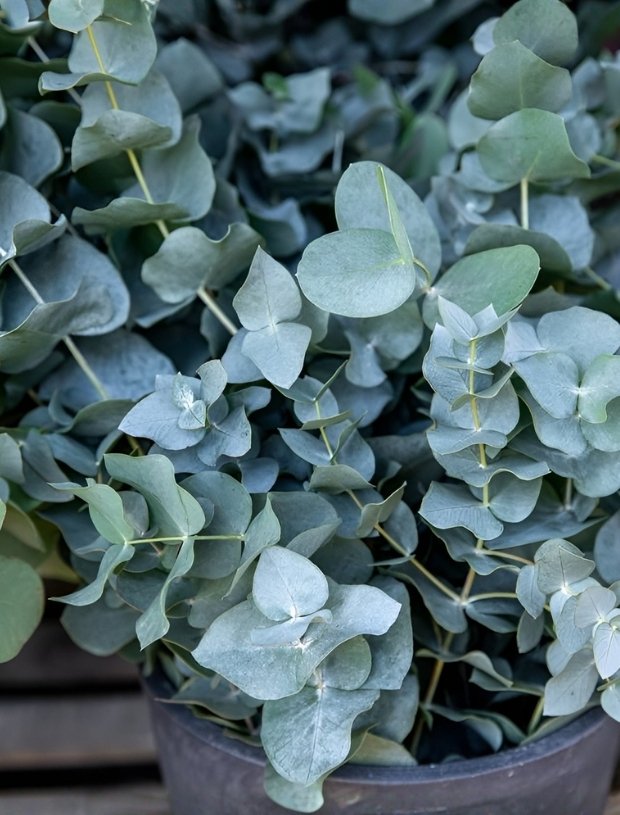 Eucalyptus Baby Blue Flowers