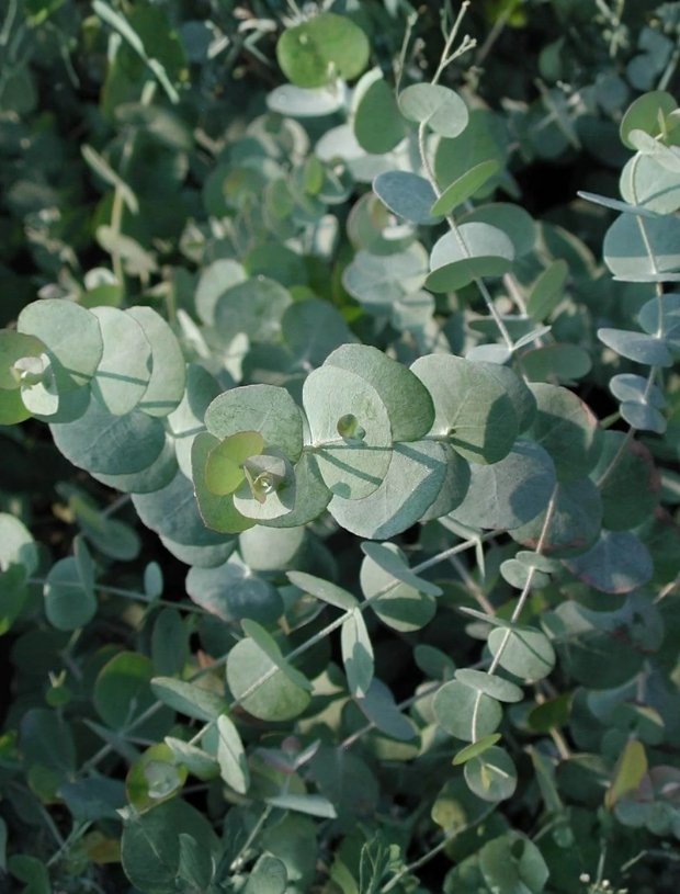 Eucalyptus Cinerea Flowers